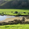 Tawaharanui (21)
